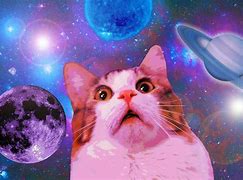 Image result for Flower Cat Meme Galaxy