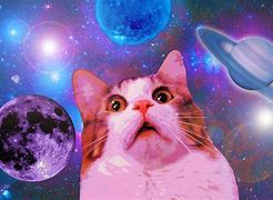 Image result for Space HD Wallpapers Funny Cat