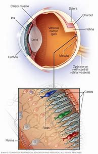 Image result for Retinal Layers Anatomy