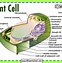 Image result for Plant Cell Flat