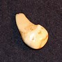 Image result for White Tail Deer Tooth