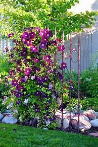 Image result for Building a Trellis for Clematis