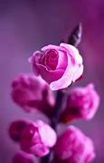 Image result for iPhone SE Pink Rose