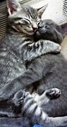 Image result for Cute Cat Friends