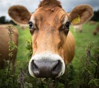 Image result for Borden Dairy Cow