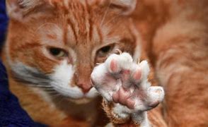 Image result for Razor-Sharp Claws