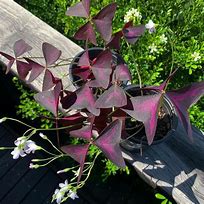 Image result for Oxalis triangularis Sunny