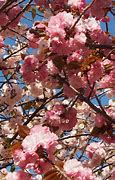 Image result for Japan Osaka Sakura