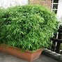Image result for Pots for Bamboo Plants