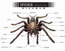 Image result for Spider Anatomy Receptors