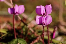 Image result for Cyclamen coum