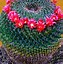 Image result for Arizona Desert Cactus