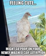 Image result for Bird Poop Funny Memes