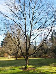 Image result for Autumn Purple Ash Tree