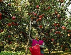 Image result for Kashmir Apple Forest