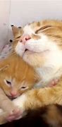 Image result for Cat with His Babies