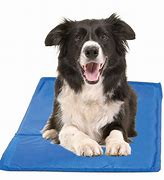 Image result for Cool Mat Dog