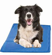 Image result for Cool Mat Dog