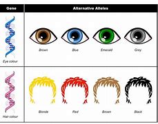 Image result for Alleles for Eye Color in Humans