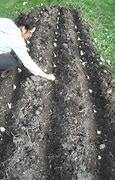 Image result for Broadcasting Method of Planting of Garlic