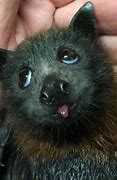 Image result for Cute Baby Fruit Bats