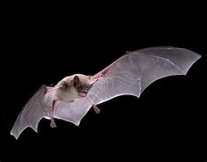 Image result for Albino Little Brown Bat