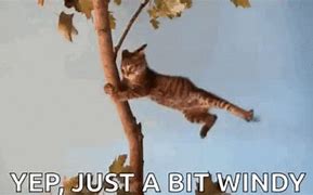 Image result for Windy Day Meme Image Funny
