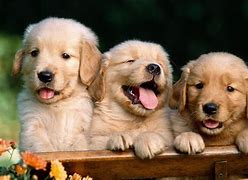 Image result for Cute Dog Backgrounds iPad