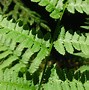 Image result for Dryopteris carthusiana