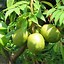 Image result for Golden Yellow Apple