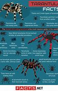 Image result for Show Me the Biggest Spider in the World