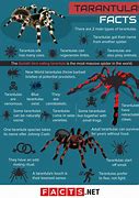 Image result for What Is the World's Largest Spider
