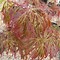 Image result for Acer palmatum Tamukeyama