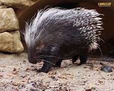 Image result for Giant African Porcupine