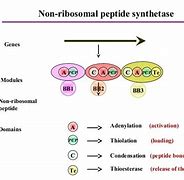 Image result for Nonribosomal Peptide
