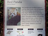 Image result for Panda Fact Sheet