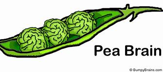 Image result for Pea Brain Dog