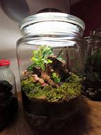Image result for isopods terrariums plant