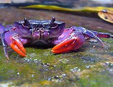 Image result for Purple Crab Species