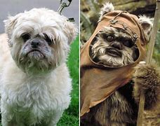 Image result for Dog Looks Like an Ewok