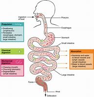 Image result for Human Digestive System Enzymes