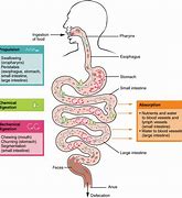 Image result for Physical and Chemical Digestion