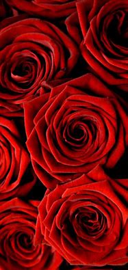 Image result for Cute Roses Wallpapers for Phone