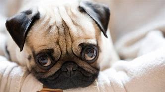 Image result for Cutest Pug in the Universe