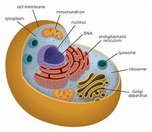 Image result for A Drawing of a Cell and Labeled