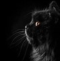 Image result for Black Cat Eyes Desktop Background
