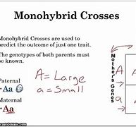 Image result for Monohybrid and Dihybrid Cross