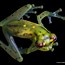 Image result for Glass Frog Beautiful