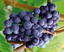 Image result for 4K Grapes Picture to Download