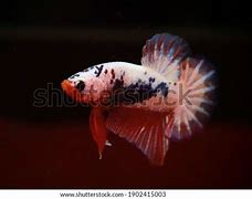 Image result for Blue Betta Fish Wallpaper